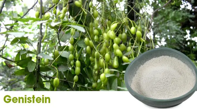 Genistein: A versatile phytoestrogen and its health potential