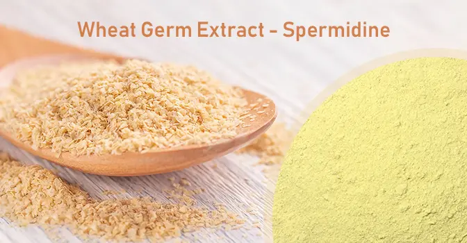 Wheat germ extract spermidine: Decoding the “natural engine” of cell repair
