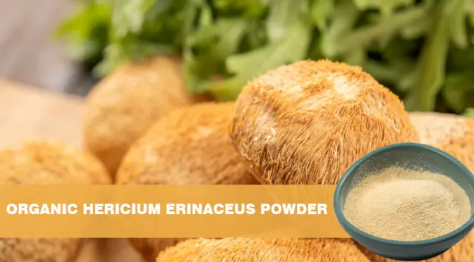 Organic Lion’s Mane Powder: Decoding the puzzle code of natural brain power