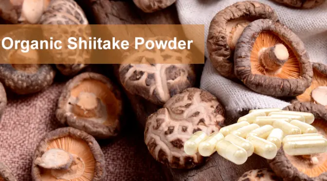 Organic Shiitake Mushroom Powder: A Scientific Analysis of a Plant-Based Calcium Absorption Booster