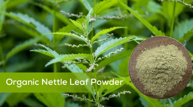 Organic Nettle Powder: From traditional herbal medicine to new favorite for immune enhancement