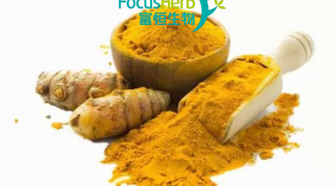 Curcumin vs Turmeric Extract: Raw Material Differences That Cannot Be Ignored in OEM Health Supplement Formulations