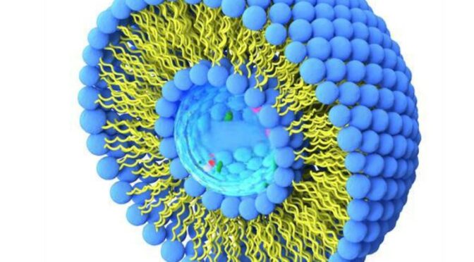 Liposomal Technology – High Bioavailability Delivery System for Supplements