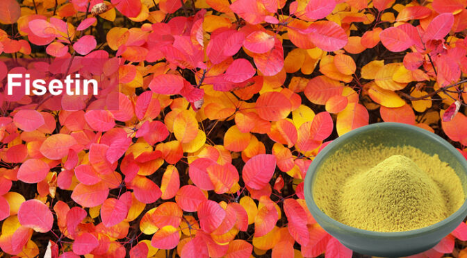 Fisetin Powder 98% | Natural Senolytic Ingredient for Supplements