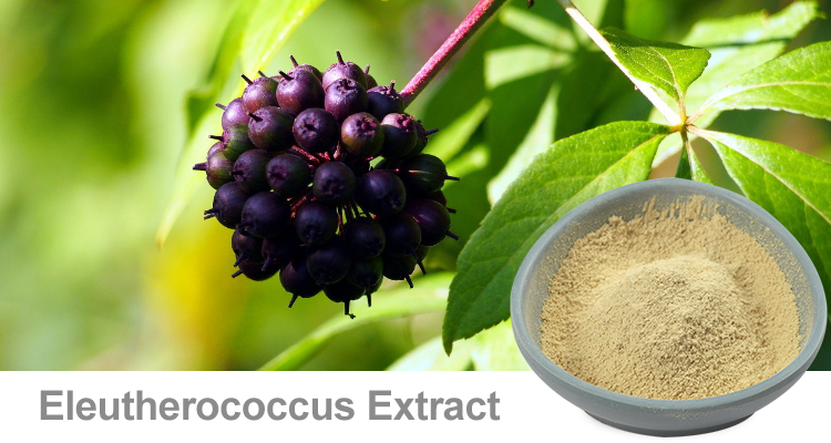 Siberian Ginseng Extract | Natural Energy & Stress Support