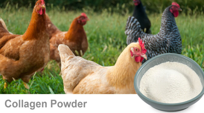 Chicken Collagen Powder | Type II Collagen for Joint Health