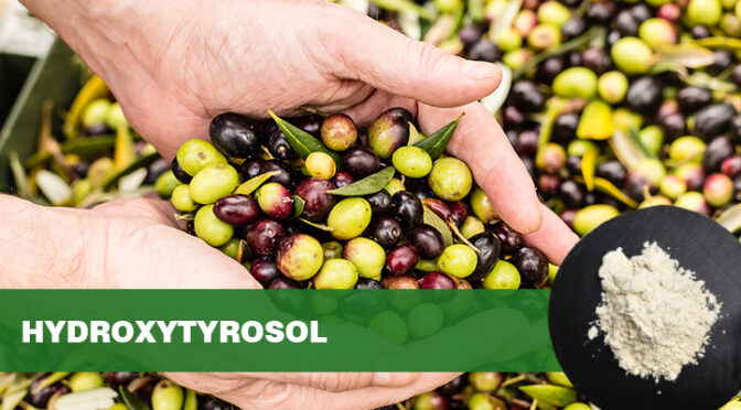 Hydroxytyrosol Powder 98% – Natural Olive Extract for Antioxidant Supplements