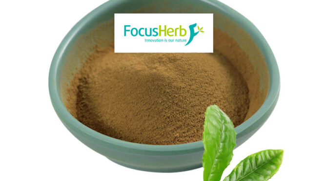 What Are Tea Polyphenols? Functions, Sources & Commercial Applications