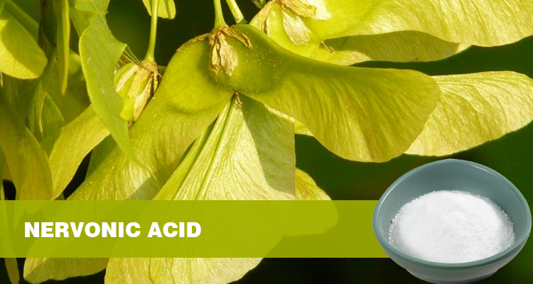 Why B2B Partners Choose Our Nervonic Acid Extract: Premium Nervonic Acid, Professional Service, and Sustainable Value