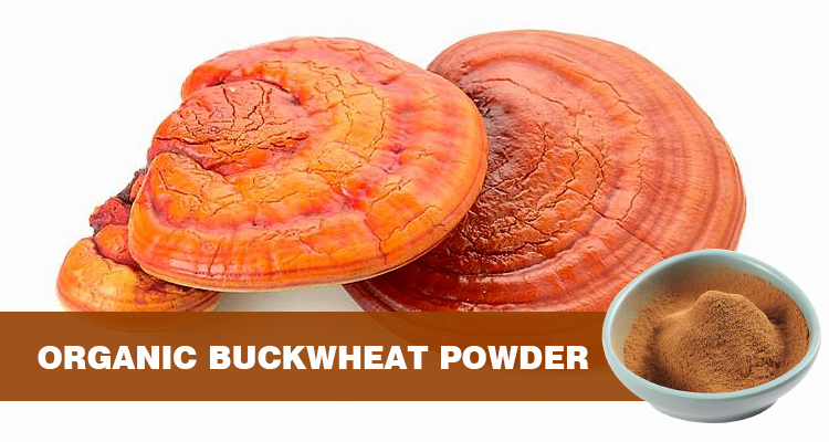 Unlocking Nature’s Secret: The Transformative Power of Ganoderma Lucidum Extract