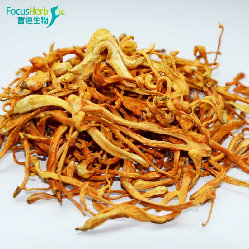 Cordyceps Militaris Extract