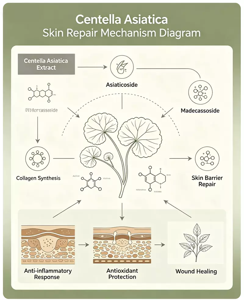 Centella Asiatica skin repair mechanism diagram