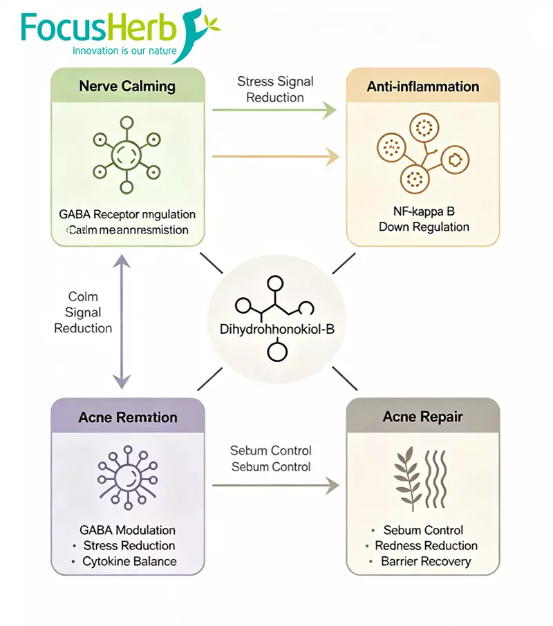 Dihydrohonokiol-B nerve calming anti-inflammation and acne repair pathway diagram Dihydrohonokiol-B nerve calming anti-inflammation and acne repair pathway diagram