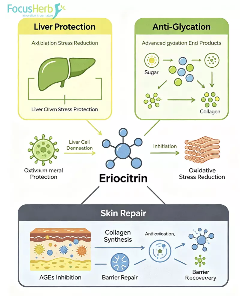 Eriocitrin liver protection anti-glycation and skin repair mechanism diagram Eriocitrin liver protection anti-glycation and skin repair mechanism diagram