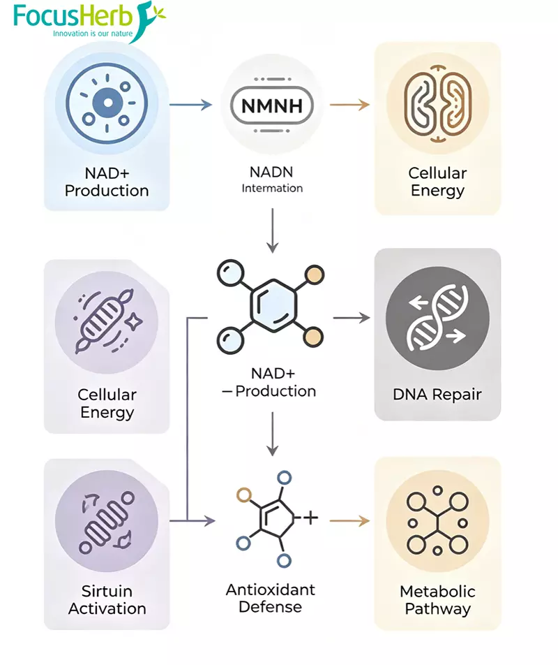 NMNH metabolic pathway to produce NAD diagram NMNH metabolic pathway to produce NAD diagram