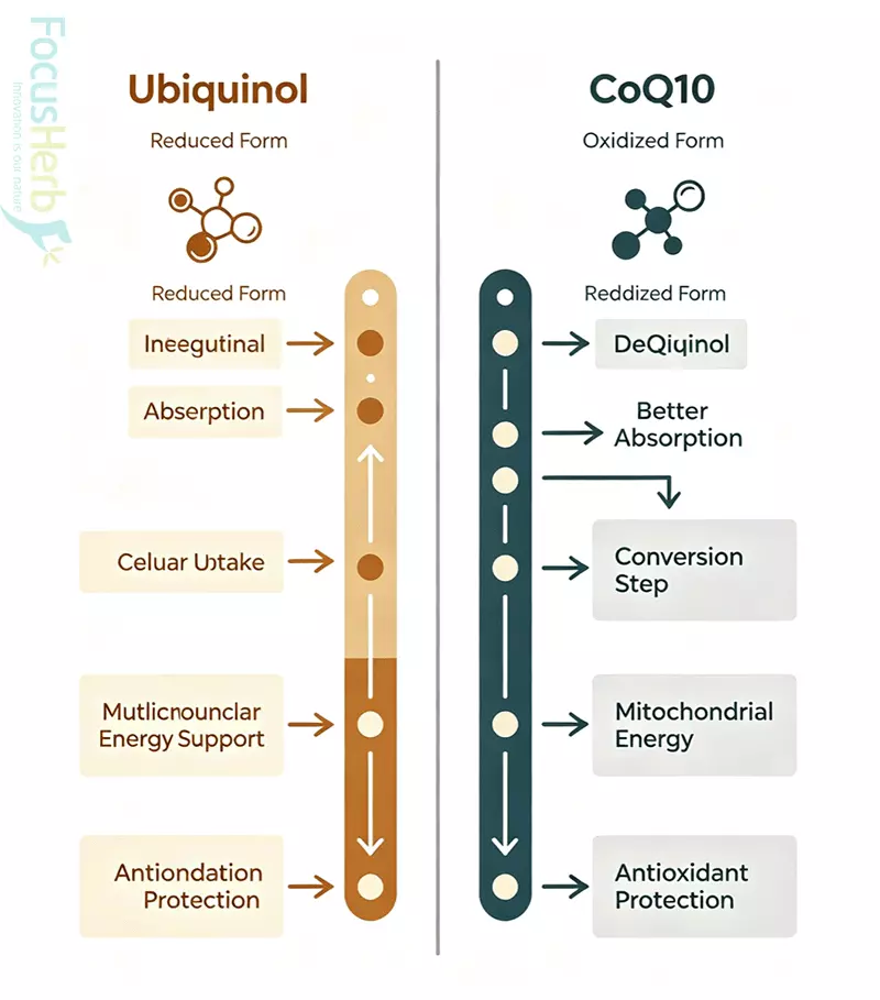 Ubiquinol vs CoQ10 absorption comparison mechanism diagram