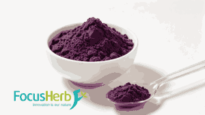 Acai Powder