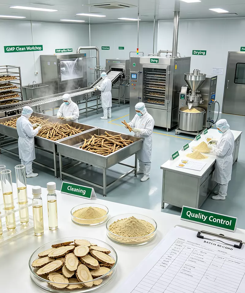 GMP clean workshop for astragalus root cleaning drying and grinding GMP clean workshop for astragalus root cleaning drying and grinding